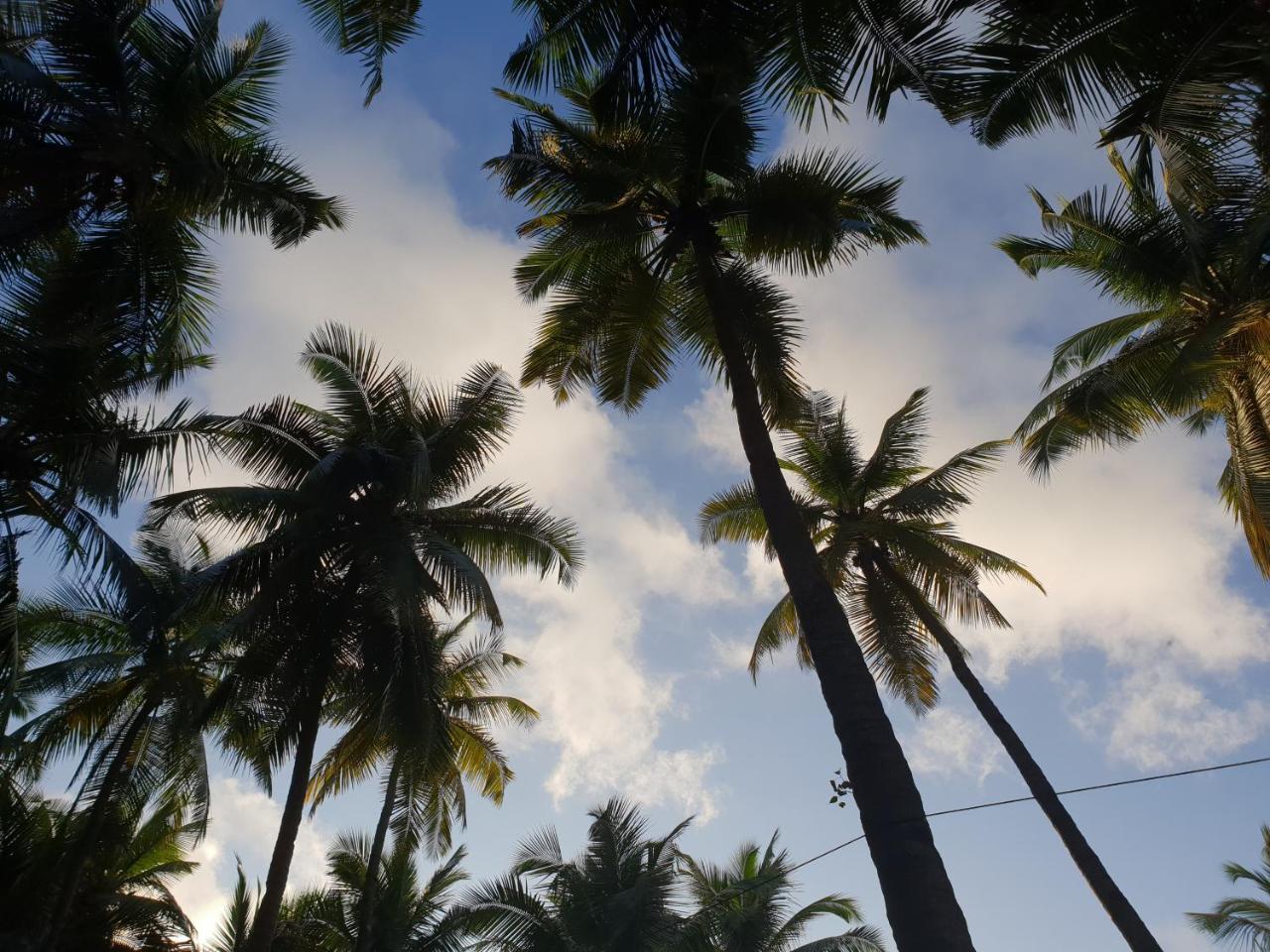 Palm Forest Palolem Dış mekan fotoğraf